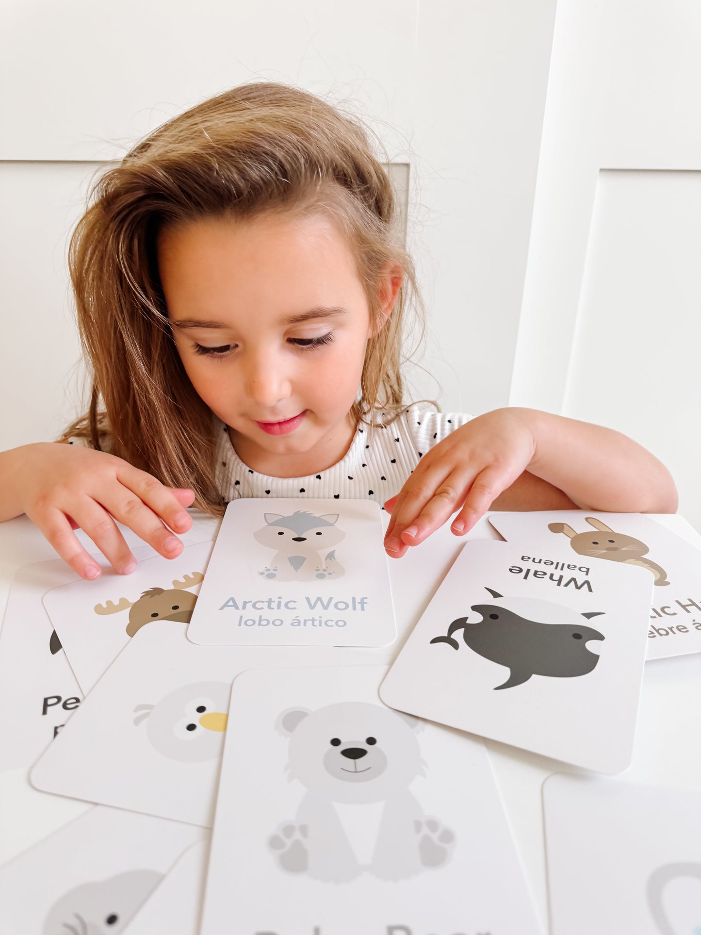 Arctic Animals Flashcards