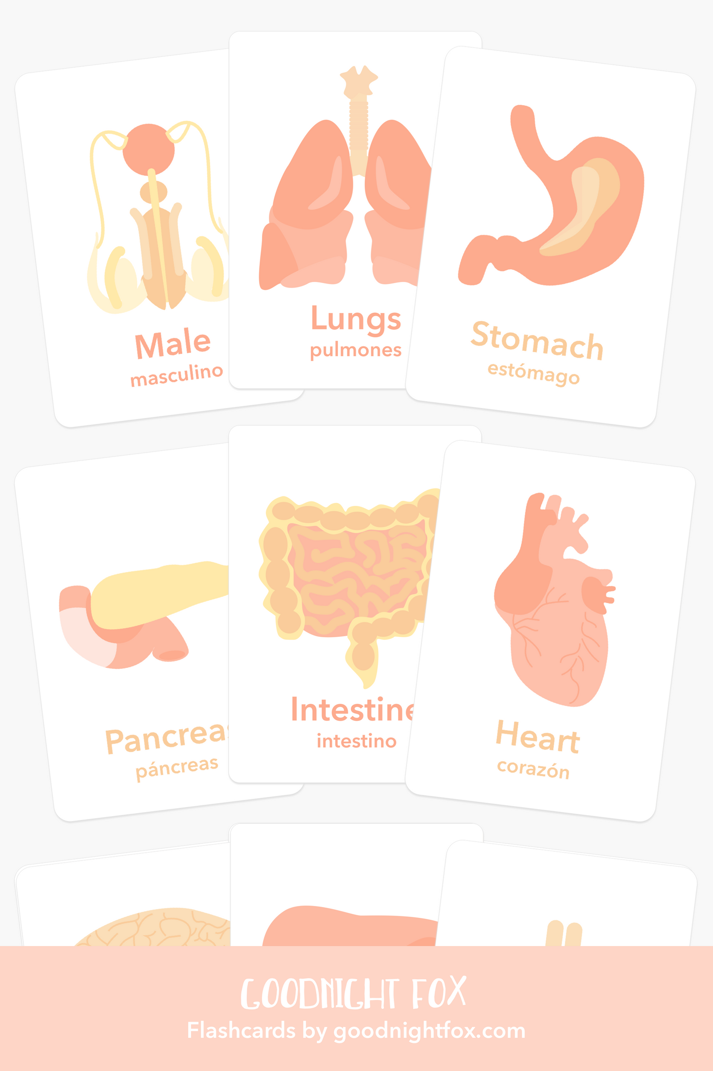 Organs Flashcards