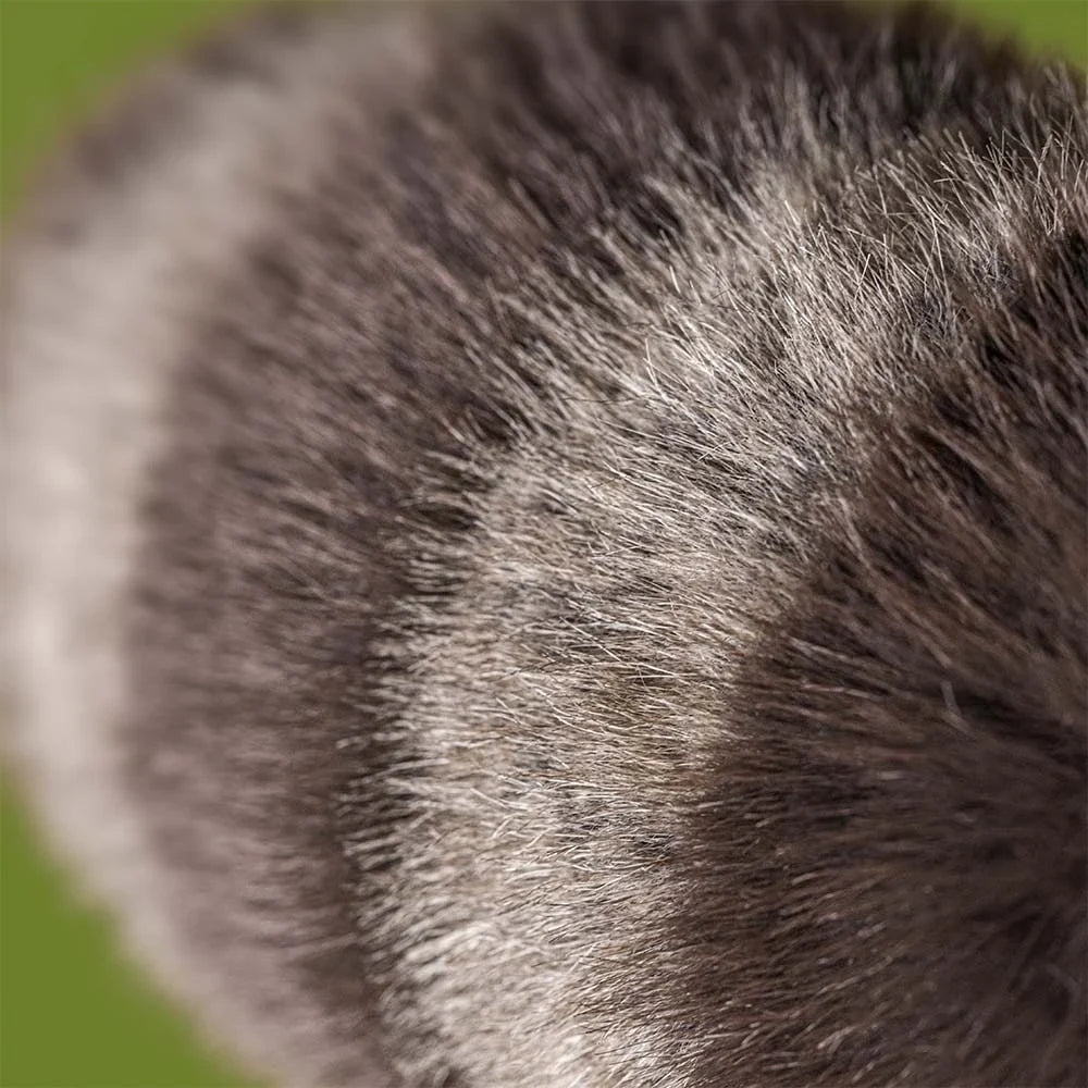 BA - Trixiwoo Raccoon